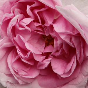 Web trgovina ruža - Ružičasta - portland ruža  - intenzivan miris ruže - Rosa  Madame Knorr - Victor Verdier - Ove cvjetove koji se otvaraju u posebnim malim skupinama, nažalost, otvaraju se samo jednom u proljeće ili ljeti